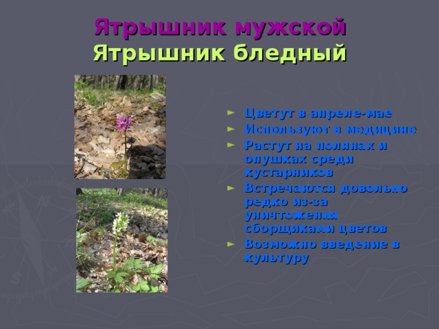 Ятрышник мужской  Ятрышник бледный Цветут в апреле-мае Используют в медицине Растут на полянах и опушках среди кустарников Встречаются довольно редко из-за уничтожения сборщиками цветов Возможно введение в культуру