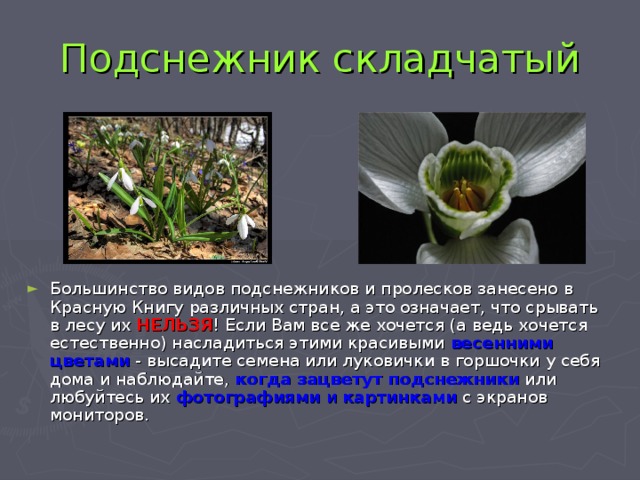 Подснежник складчатый