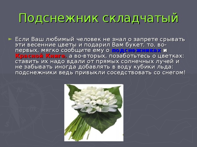 Подснежник складчатый