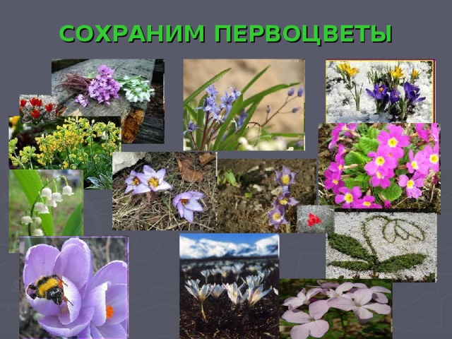 СОХРАНИМ ПЕРВОЦВЕТЫ