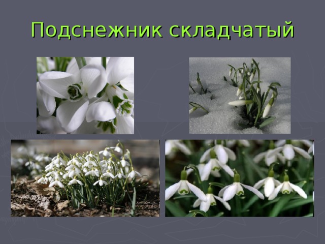 Подснежник складчатый