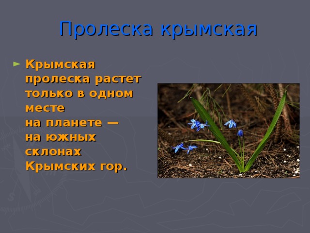 Пролеска крымская
