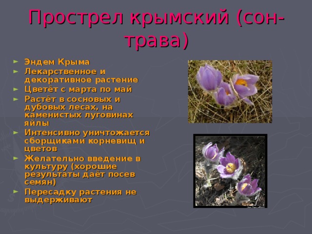 Прострел крымский (сон-трава)