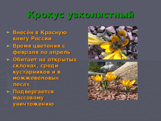 Крокус узколистный