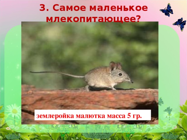 3. Самое маленькое млекопитающее? землеройка малютка масса 5 гр.