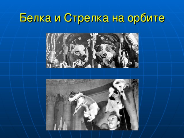Белка и Стрелка на орбите 