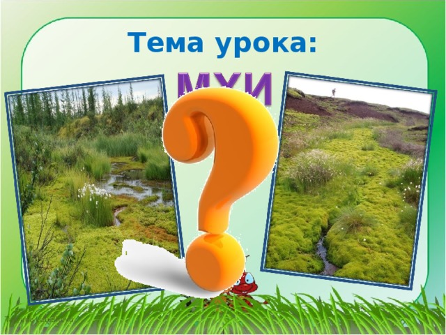 Тема урока: 