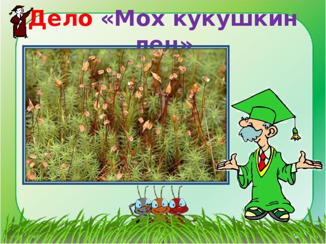 Дело «Мох кукушкин лен» 