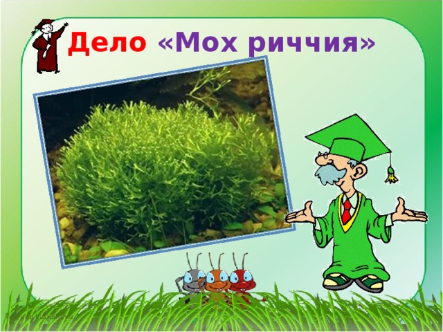 Дело «Мох риччия» 