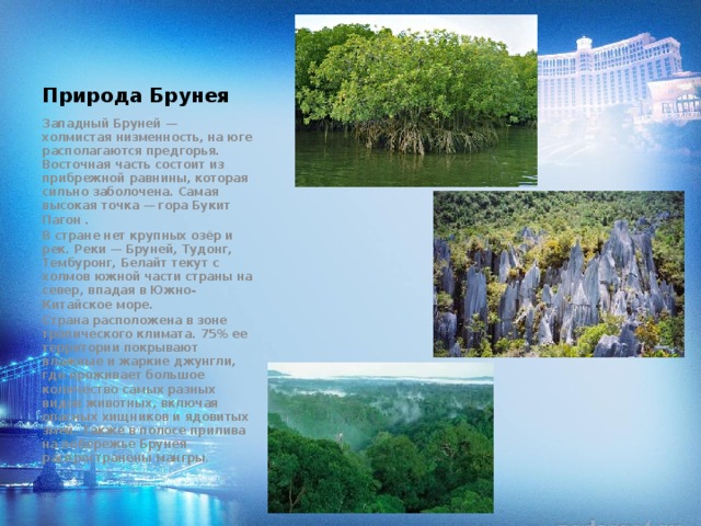 Природа Брунея Западный Бруней — холмистая низменность, на юге располагаются предгорья. Восточная часть состоит из прибрежной равнины, которая сильно заболочена. Самая высокая точка — гора Букит Пагон . В стране нет крупных озёр и рек. Реки — Бруней, Тудонг, Тембуронг, Белайт текут с холмов южной части страны на север, впадая в Южно-Китайское море. Страна расположена в зоне тропического климата. 75% ее территории покрывают влажные и жаркие джунгли, где проживает большое количество самых разных видов животных, включая опасных хищников и ядовитых змей. Также в полосе прилива на побережье Брунея распространены мангры . 