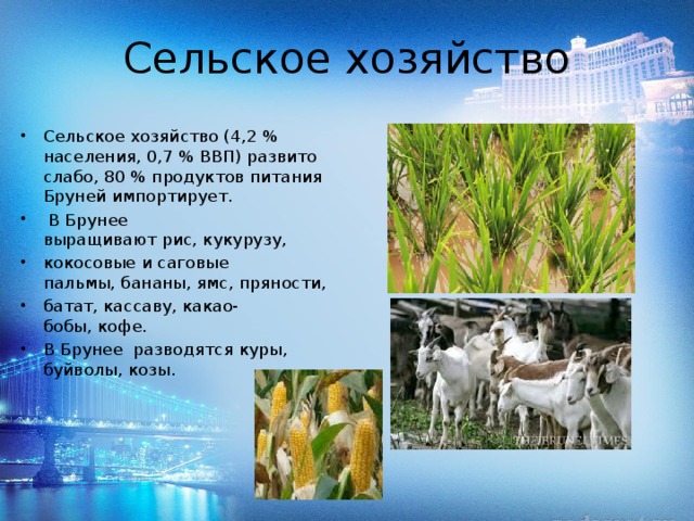 Сельское хозяйство Сельское хозяйство (4,2 % населения, 0,7 % ВВП) развито слабо, 80 % продуктов питания Бруней импортирует.  В Брунее выращивают рис, кукурузу,  кокосовые и саговые пальмы, бананы, ямс, пряности,  батат, кассаву, какао-бобы, кофе. В Брунее разводятся куры, буйволы, козы. 