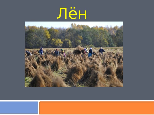 Лён  