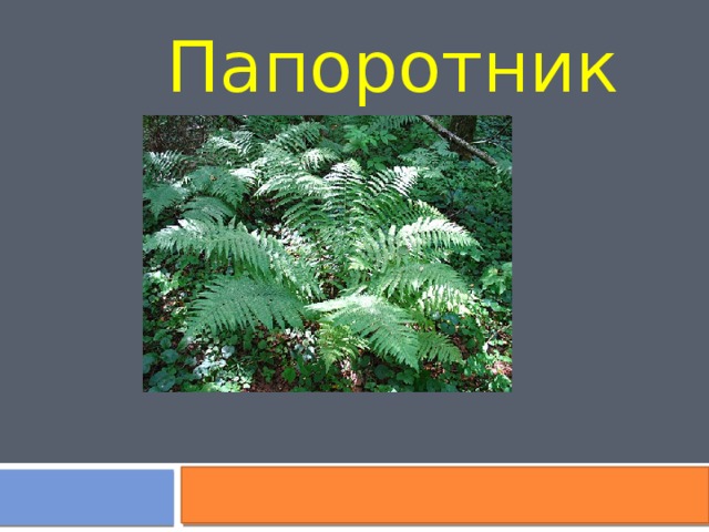  Папоротник 