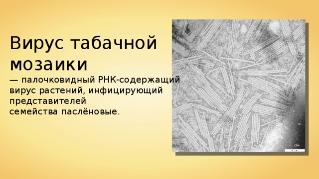 Вирус табачной мозаики   — палочковидный РНК-содержащий  вирус растений, инфицирующий представителей семейства паслёновые. Chb 