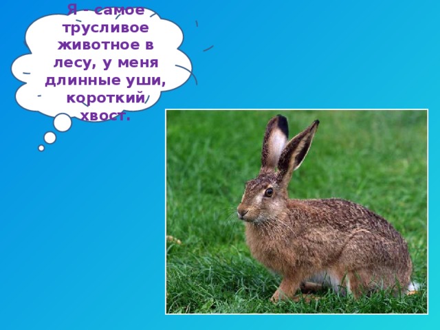 Я - самое трусливое животное в лесу, у меня длинные уши, короткий хвост. 