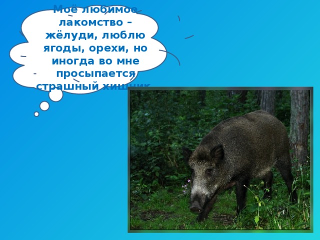 Моё любимое лакомство – жёлуди, люблю ягоды, орехи, но иногда во мне просыпается страшный хищник. 