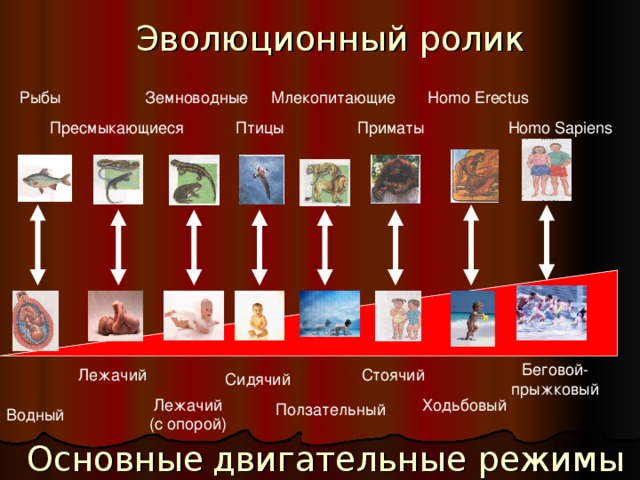 Эволюционный ролик Homo Erectus Homo Sapiens Ходьбовый Основные  двигательные режимы 