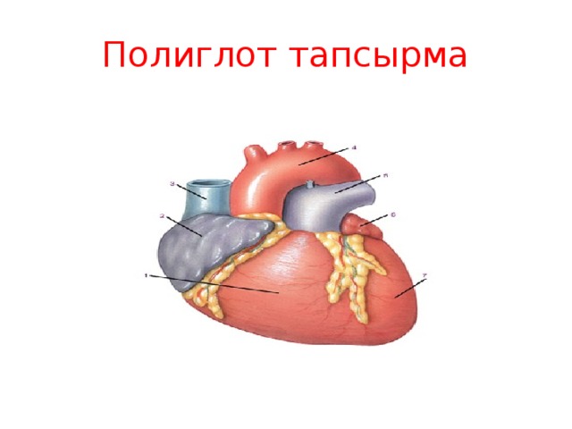 Полиглот тапсырма 