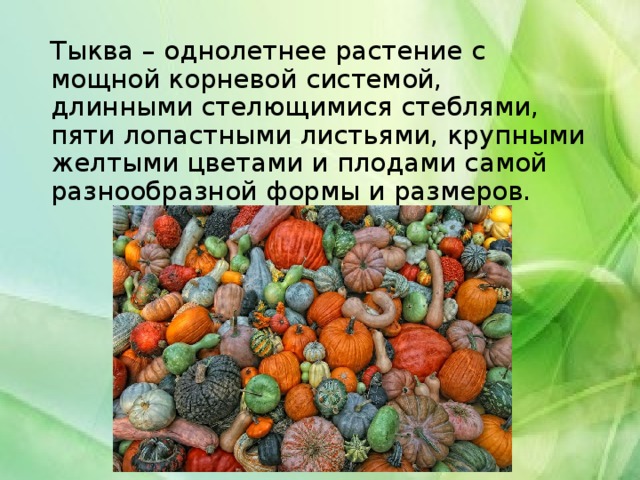 Тыква – однолетнее растение с мощной корневой системой, длинными стелющимися стеблями, пяти лопастными листьями, крупными желтыми цветами и плодами самой разнообразной формы и размеров.