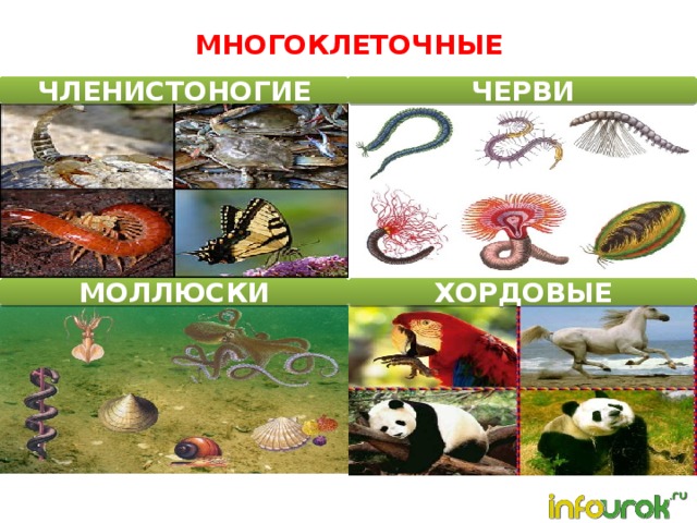 МНОГОКЛЕТОЧНЫЕ ЧЛЕНИСТОНОГИЕ ЧЕРВИ МОЛЛЮСКИ ХОРДОВЫЕ  