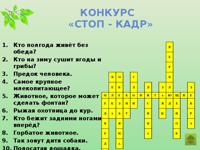 Конкурс  «стоп - кадр» Кто полгода живёт без обеда? Кто на зиму сушит ягоды и грибы? Предок человека. Самое крупное млекопитающее? Животное, которое может сделать фонтан? Рыжая охотница до кур. Кто бежит задними ногами вперёд? Горбатое животное. Так зовут дитя собаки. Полосатая лошадка.  Б Е М О Л Б Е К Е Д С Л А К З В И В Е Ь О П Т Л Е Н Д Я Р И Н Ь Б С Т З А Л А И Ю Я Ц Д Щ Ц А Е З И Н Е Б О Р К А