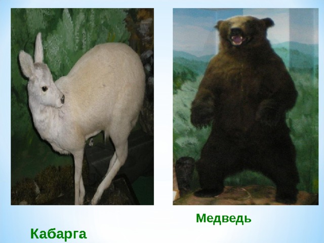 Медведь Кабарга 