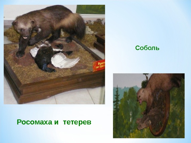  Соболь Росомаха и тетерев  