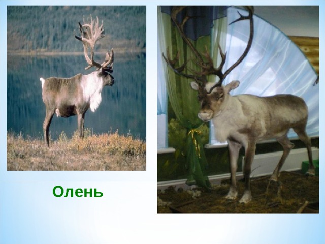 Олень 