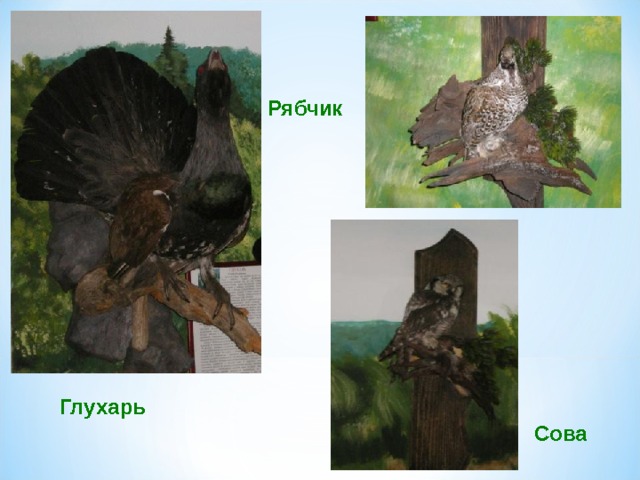 Рябчик Глухарь Сова 