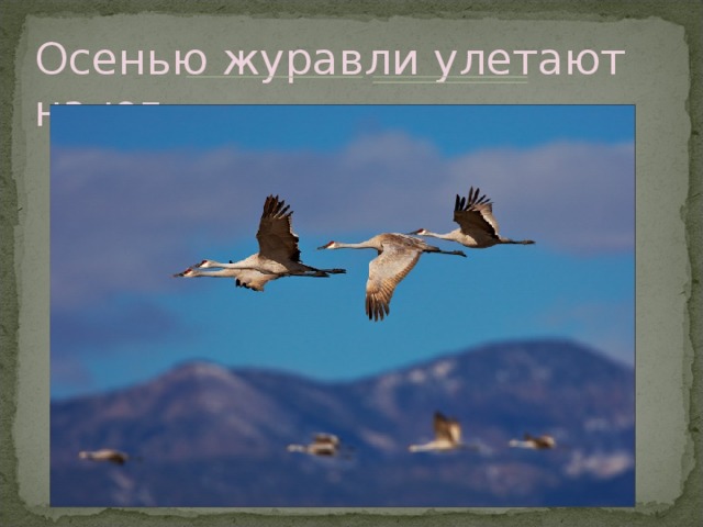 Осенью журавли улетают на юг. 
