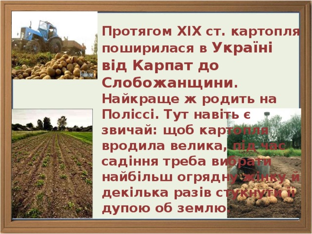 Протягом ХІХ ст. картопля поширилася в Україні від Карпат до Слобожанщини . Найкраще ж родить на Поліссі. Тут навіть є звичай: щоб картопля вродила велика, під час садіння треба вибрати найбільш огрядну жінку й декілька разів стукнути її дупою об землю. 