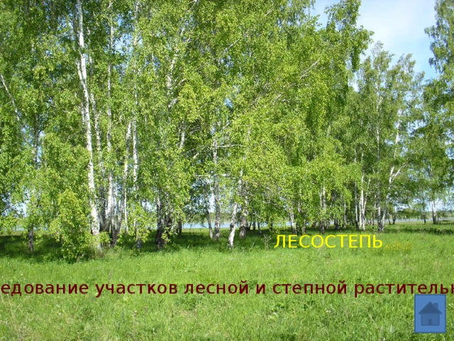 ЛЕСОСТЕПЬ Чередование участков лесной и степной растительности 