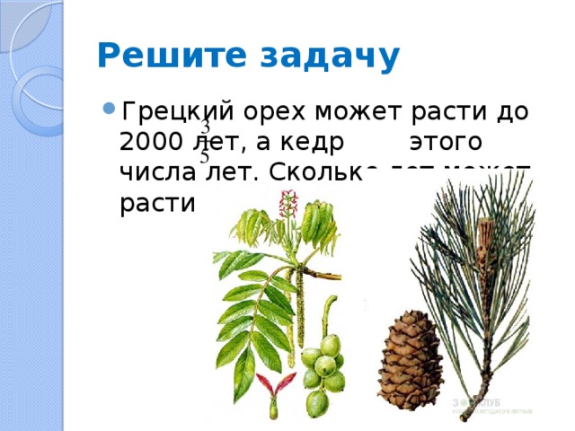 Решите задачу Грецкий орех может расти до 2000 лет, а кедр этого числа лет. Сколько лет может расти кедр? 