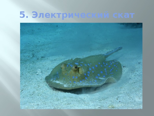 5. Электрический скат 