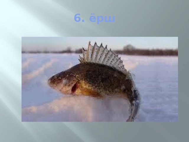 6. ёрш 