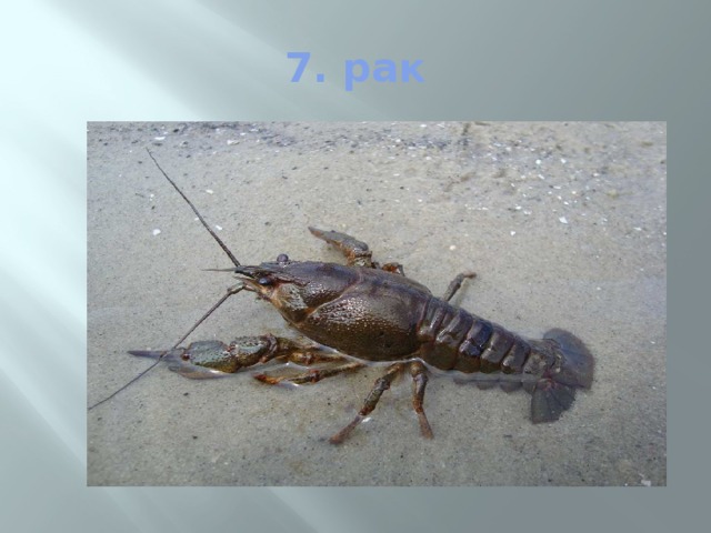 7. рак 