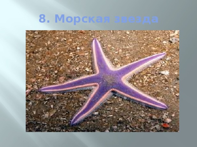 8. Морская звезда 
