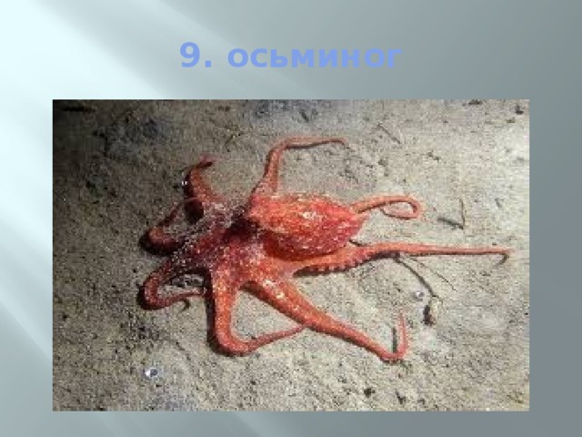 9. осьминог 