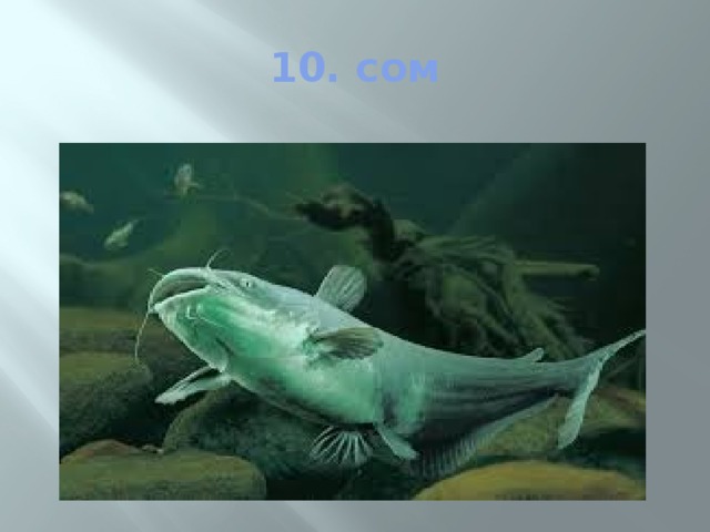 10. сом 