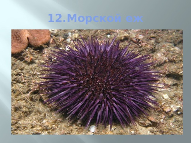 12.Морской еж 