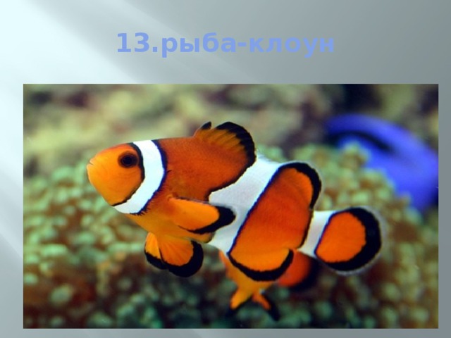 13.рыба-клоун 