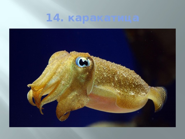 14. каракатица 