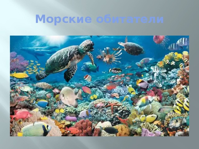 Морские обитатели 