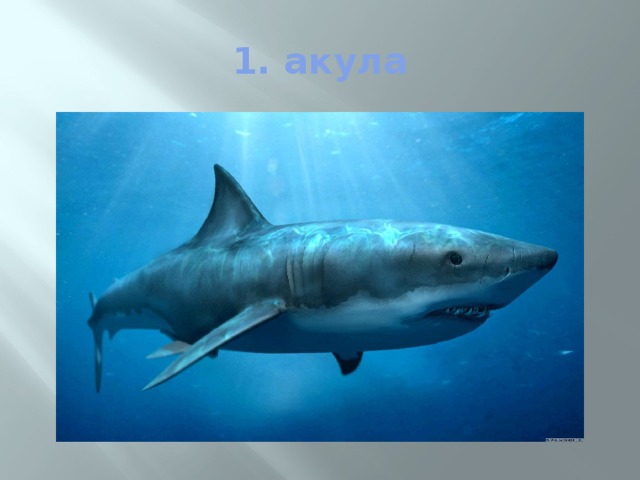 1. акула 