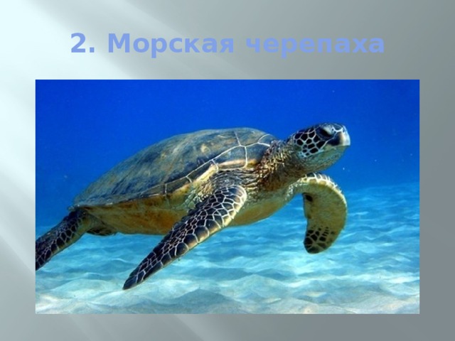 2. Морская черепаха 