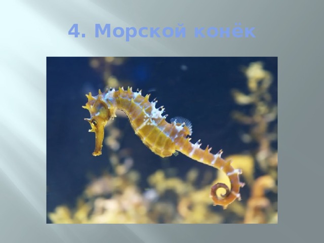 4. Морской конёк 
