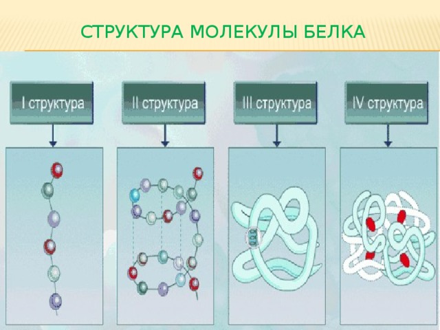 Структура молекулы белка 