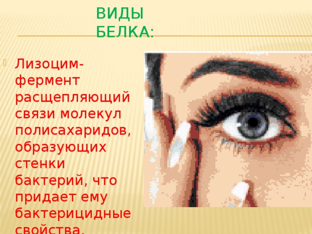 Виды белка: Лизоцим-фермент расщепляющий связи молекул полисахаридов, образующих стенки бактерий, что придает ему бактерицидные свойства. 