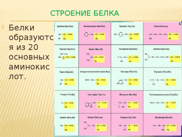 Строение белка Белки образуются из 20 основных аминокислот. 
