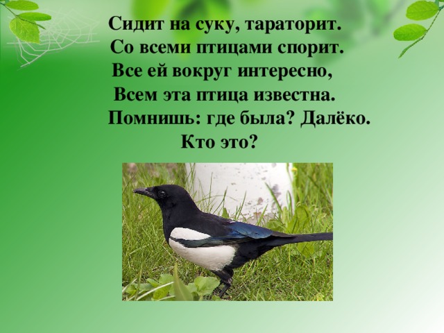  Сидит на суку, тараторит.  Со всеми птицами спорит.  Все ей вокруг интересно,  Всем эта птица известна.  Помнишь: где была? Далёко.  Кто это? 